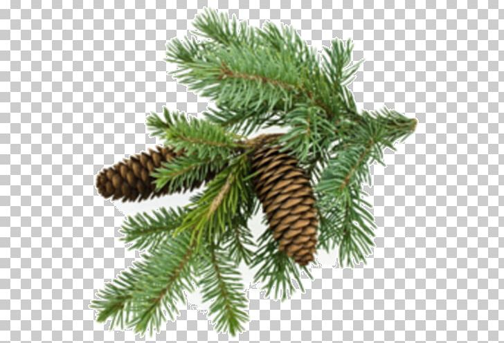 Conifer Cone Tree Conifers Evergreen Pine Oil PNG, Clipart, Aiguille, Branch, Christmas Ornament, Conifer, Conifer Cone Free PNG Download