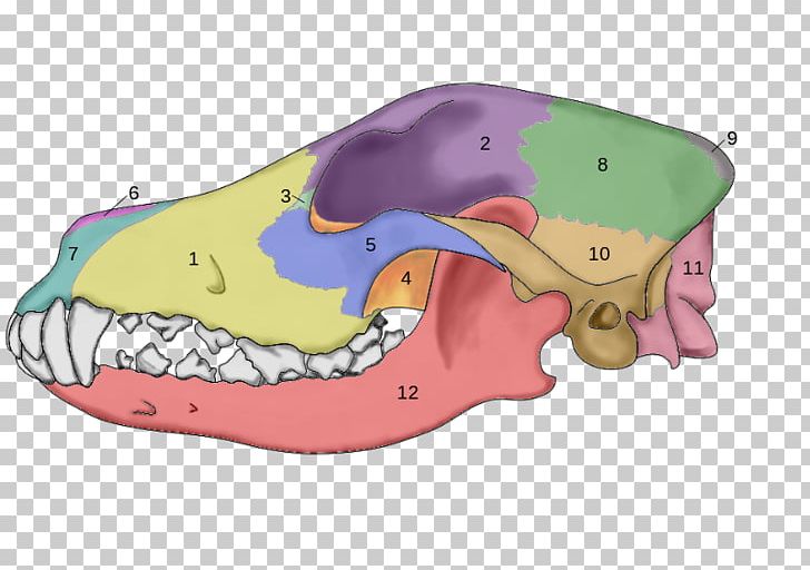 Dog Anatomy Skull Skeleton PNG, Clipart, Anatomy, Animal, Animals, Bone, Brain Free PNG Download
