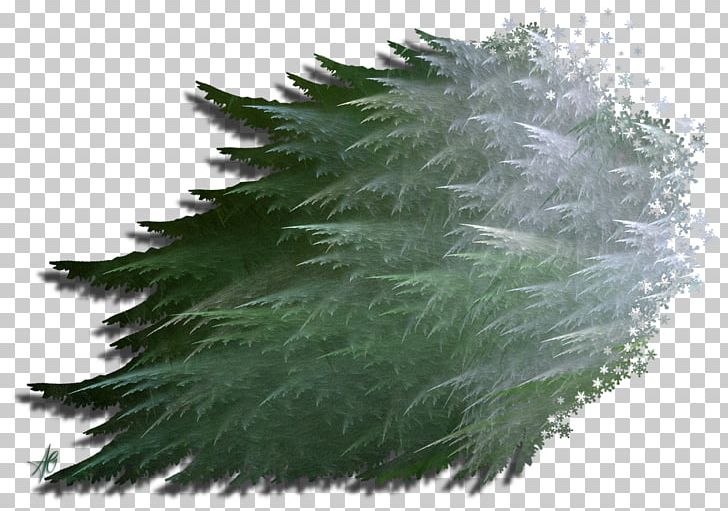 Evergreen Grasses Pine Leaf Family PNG, Clipart, Evergreen, Family, Grass, Grasses, Grass Family Free PNG Download
