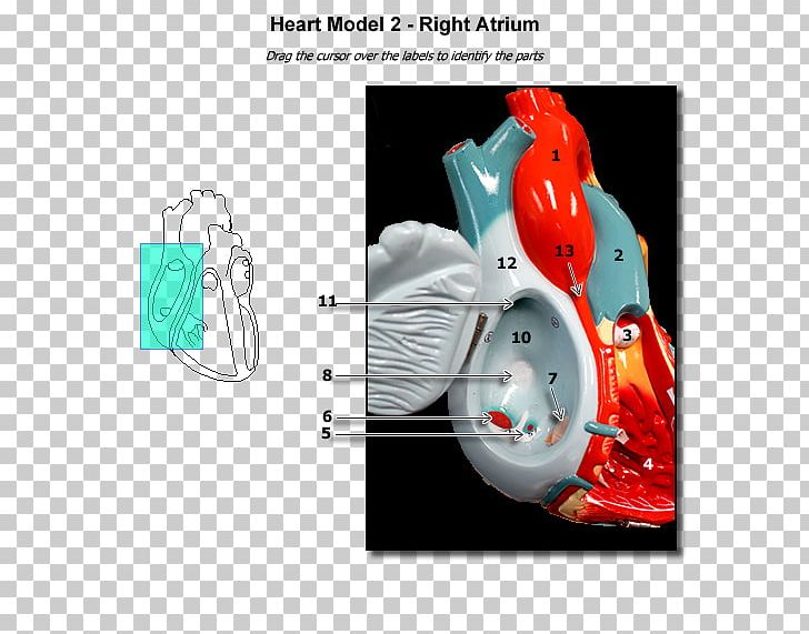 Atrium Heart Anatomy Ventricle Physiology PNG, Clipart, Anatomy, Atrial Tachycardia, Atrium, Brand, Disease Free PNG Download