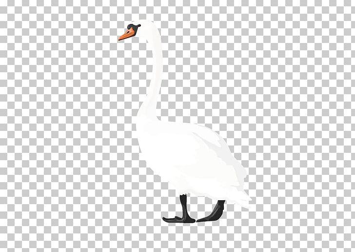 Cygnini Duck White Feather PNG, Clipart, Animals, Beak, Bird, Black And White, Cygnini Free PNG Download