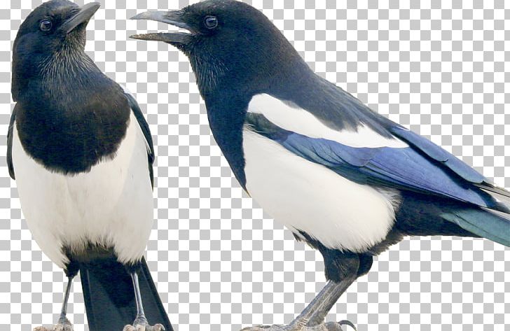 Eurasian Magpie Bird Broadbill PNG, Clipart, Animal, Beak, Bird, Birds, Broadbill Free PNG Download