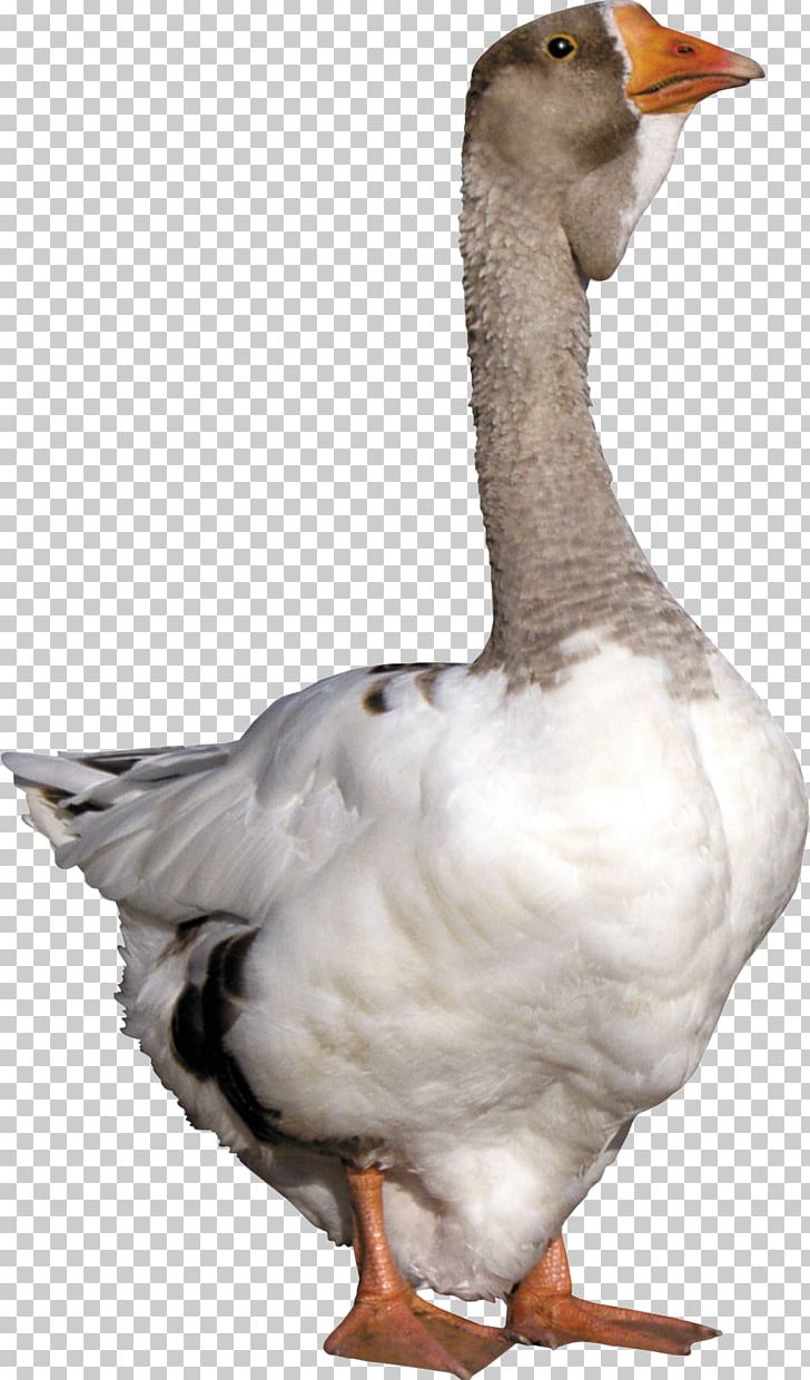Goose Duck PNG, Clipart, Animals, Beak, Bird, Computer Icons, Cygnini Free PNG Download