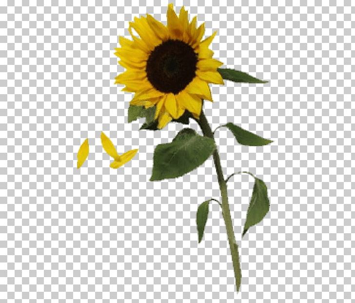 Sunflower Video Songs Free Flowers Healthy - 