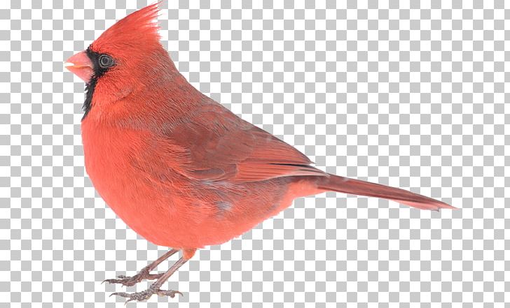 Northern Cardinal Cardinal Creative Company Advertising PNG, Clipart, Advertising, Beak, Bird, Brand, Branding Agency Free PNG Download