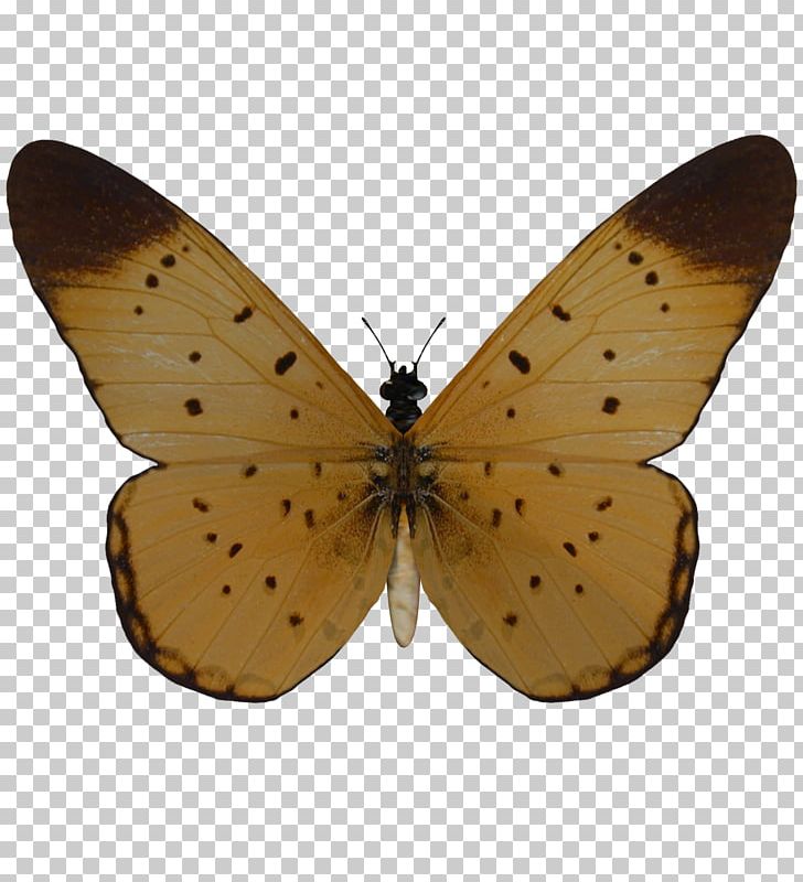 Butterfly Transparency And Translucency Moth PNG, Clipart, Arthropod, Brush Footed Butterfly, Butterflies And Moths, Butterfly, Colias Free PNG Download