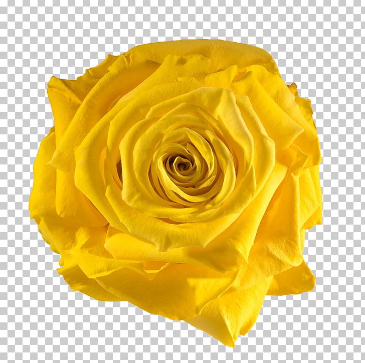Garden Roses Yellow Flower Preservation PNG, Clipart, Artificial Flower, Blue, Color, Crimson, Cut Flowers Free PNG Download