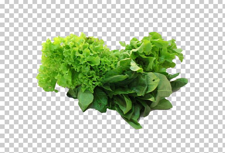 Romaine Lettuce Spring Greens Red Leaf Lettuce Rapini PNG, Clipart, Herb, Leaf Vegetable, Lettuce, Others, Rapini Free PNG Download