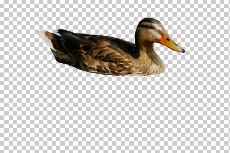Feather PNG, Clipart, American Black Duck, Beak, Bird, Duck, Ducks Geese And Swans Free PNG Download