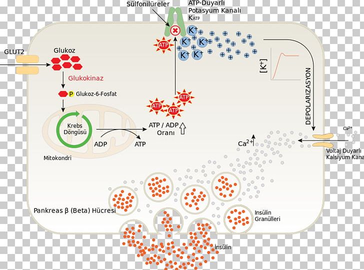 Beta Cell Insulin Pancreas Sulfonylurea Pancreatic Islets PNG, Clipart,  Free PNG Download