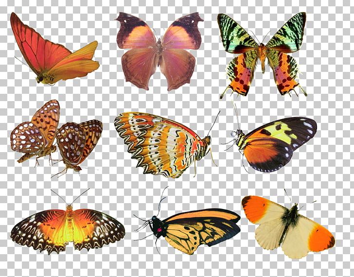 Butterfly PNG, Clipart, Brush Footed Butterfly, Butterflies And Moths, Butterfly, Digital Image, Encapsulated Postscript Free PNG Download