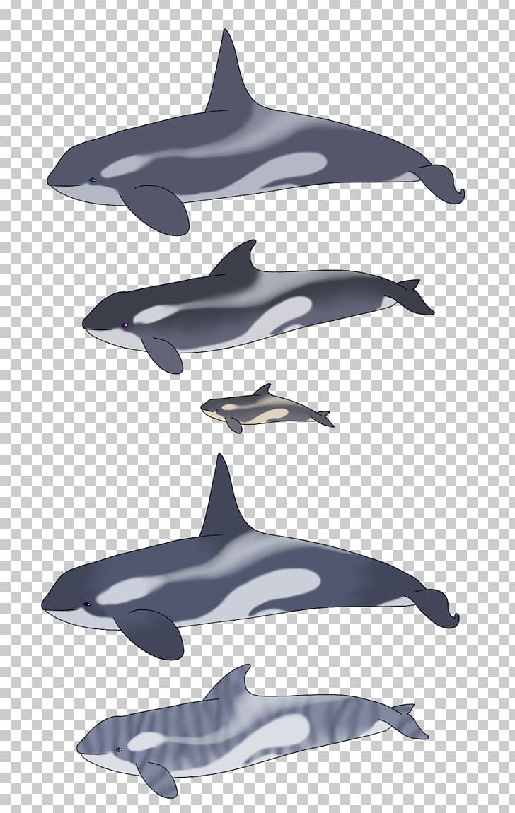 Common Bottlenose Dolphin Tucuxi Rough-toothed Dolphin Striped Dolphin Short-beaked Common Dolphin PNG, Clipart, Animals, Be Able To, Beaked Whale, Cetacea, Help Free PNG Download