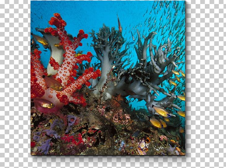 Coral Reef Underwater Deep Sea Creature Ocean PNG, Clipart, Algae, Coral, Coral Reef Fish, Deep Sea Fish, Desktop Wallpaper Free PNG Download