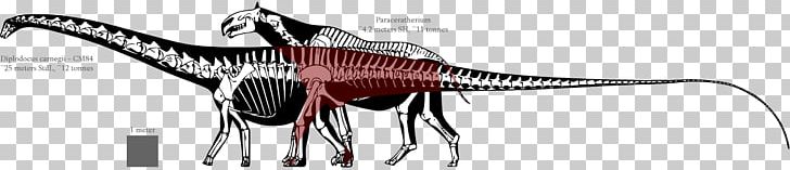 Diplodocus Tyrannosaurus Allosaurus Dinosaur Size Apatosaurus PNG, Clipart, Allosaurus, Apatosaurus, Barosaurus, Black And White, Brachiosaurus Free PNG Download