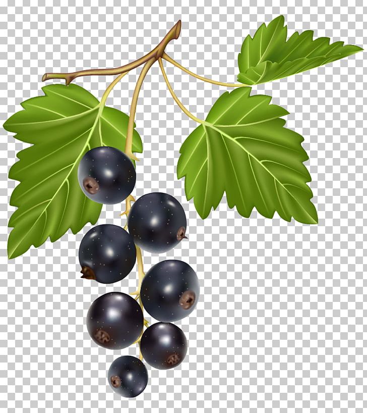 Italian Cuisine Lombardi's Berry Blackcurrant PNG, Clipart, Berry, Bilberry, Blackcurrant, Blueberries, Blueberry Free PNG Download