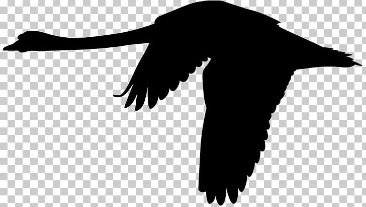 Mute Swan Flight Silhouette PNG, Clipart, Anatidae, Beak, Bird, Black And White, Black Swan Free PNG Download
