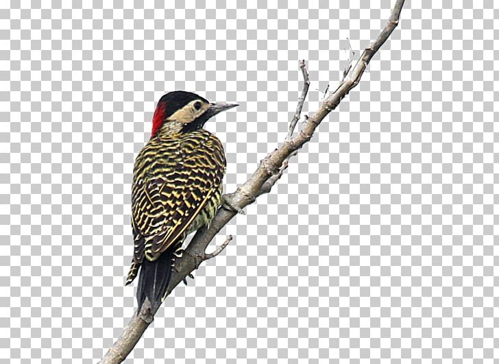 Northern Flicker Woodpecker Bird Finches PNG, Clipart, Acorn Woodpecker, Beak, Bird, Cuckoos, Cuculiformes Free PNG Download