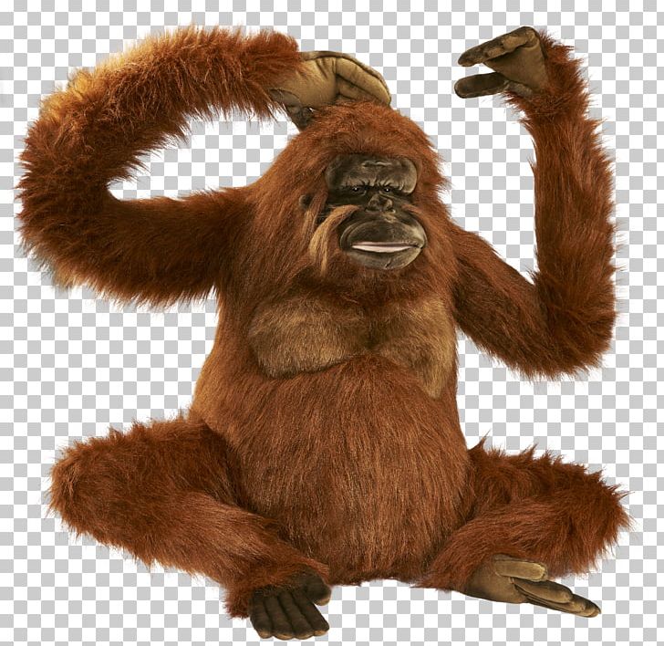 Orangutan PNG, Clipart, Orangutan Free PNG Download