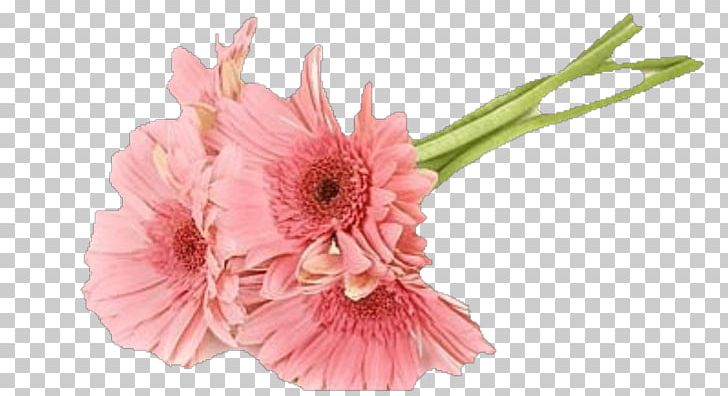 Transvaal Daisy Cut Flowers Floral Design Rose PNG, Clipart, Artificial Flower, Cut Flowers, Daisy, Daisy Family, Floral Design Free PNG Download