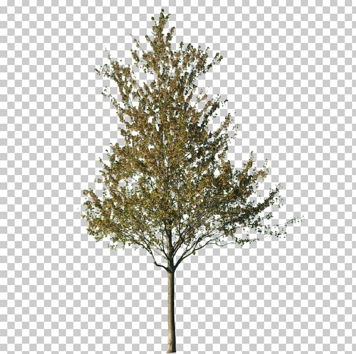 Tree Cut-out Silver Birch Norway Spruce PNG, Clipart, Arborvitae, Arecaceae, Birch, Branch, Conifer Free PNG Download