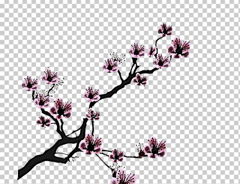 Cherry Blossom PNG, Clipart, Blossom, Branch, Cherry Blossom, Chinese Magnolia, Flower Free PNG Download