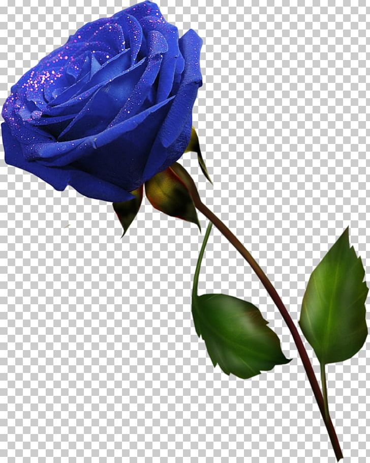 Blue Rose Cut Flowers Garden Roses Purple PNG, Clipart, Blue, Blue Rose, Bud, Centifolia Roses, Cut Flowers Free PNG Download