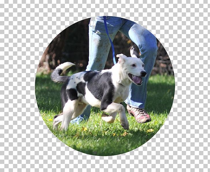 Dog Breed Border Collie Rough Collie PNG, Clipart, Animal Rescue, Border Collie, Breed, Dog, Dog Breed Free PNG Download