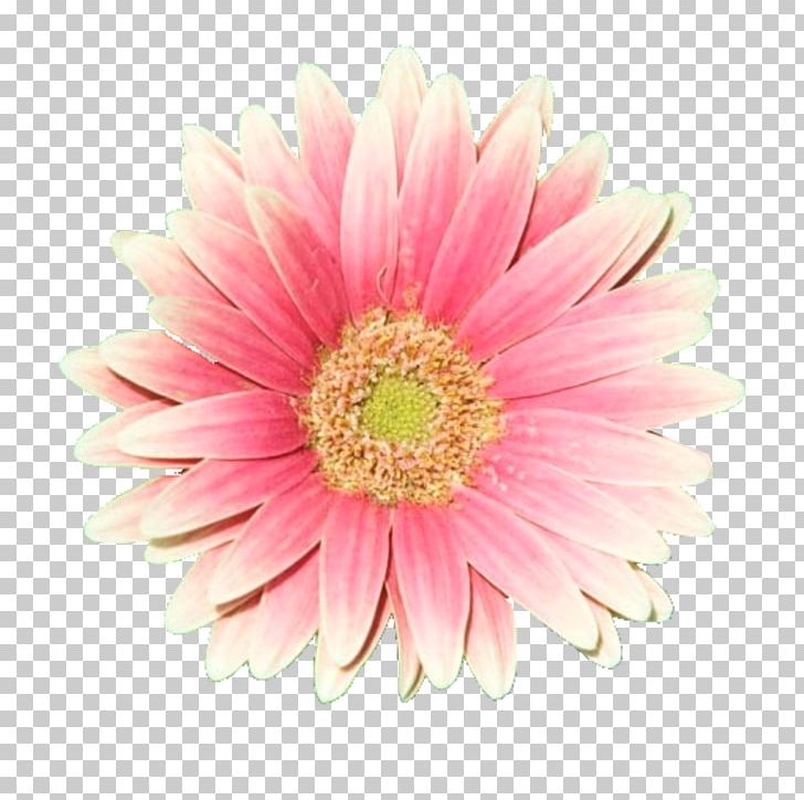 Flower Rose Pink PNG, Clipart, Annual Plant, Aster, Asterales, Chrysanths, Color Free PNG Download
