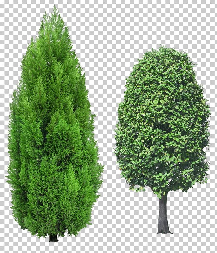 Mediterranean Cypress Tree Evergreen PNG, Clipart, Biome, Clip Art, Conifer, Cupressus, Cypress Family Free PNG Download