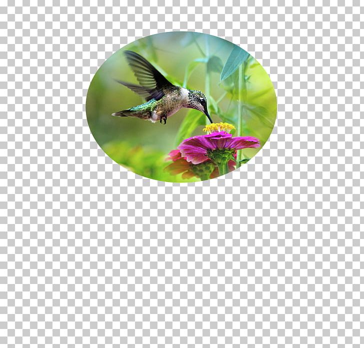 Ruby-throated Hummingbird Paper Printing Photography PNG, Clipart, Art, Beak, Bird, Canvas, Canvas Print Free PNG Download