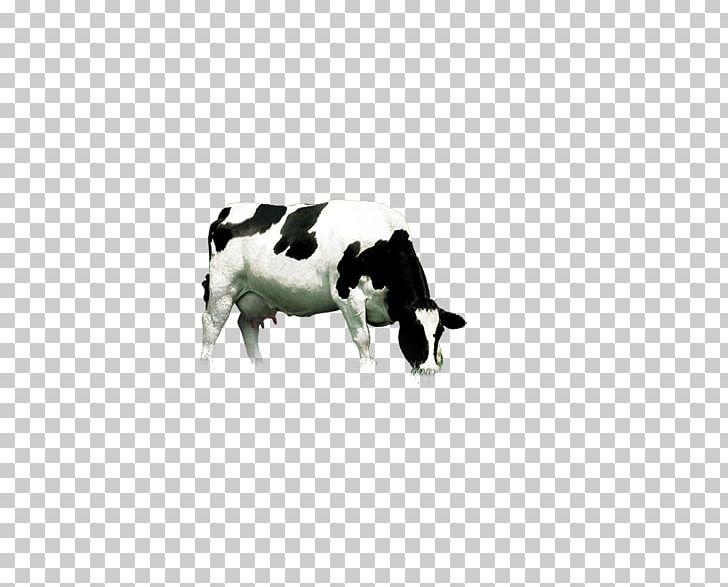 Dairy Cattle PNG, Clipart, Animal, Animals, Black And White, Cartoon, Cattle Free PNG Download
