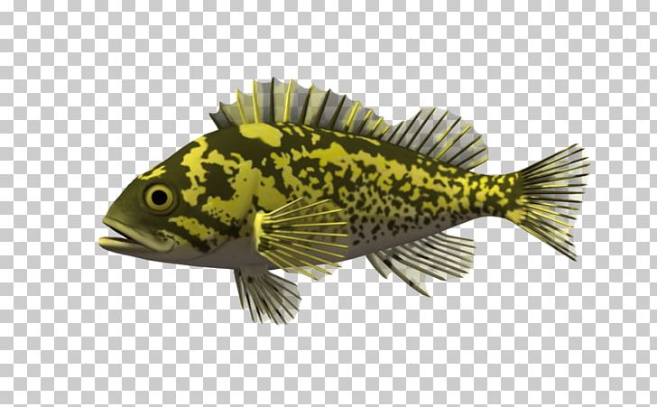Fish Rendering Animal Marine Biology PNG, Clipart, 3d Computer Graphics, Animal, Animals, Fauna, Fish Free PNG Download