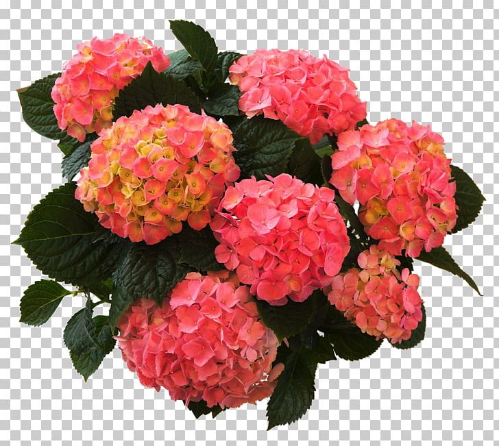 French Hydrangea Plants Flower Shrub PNG, Clipart, Annual Plant, Artificial Flower, Bauernhof, Centimeter, Cornales Free PNG Download