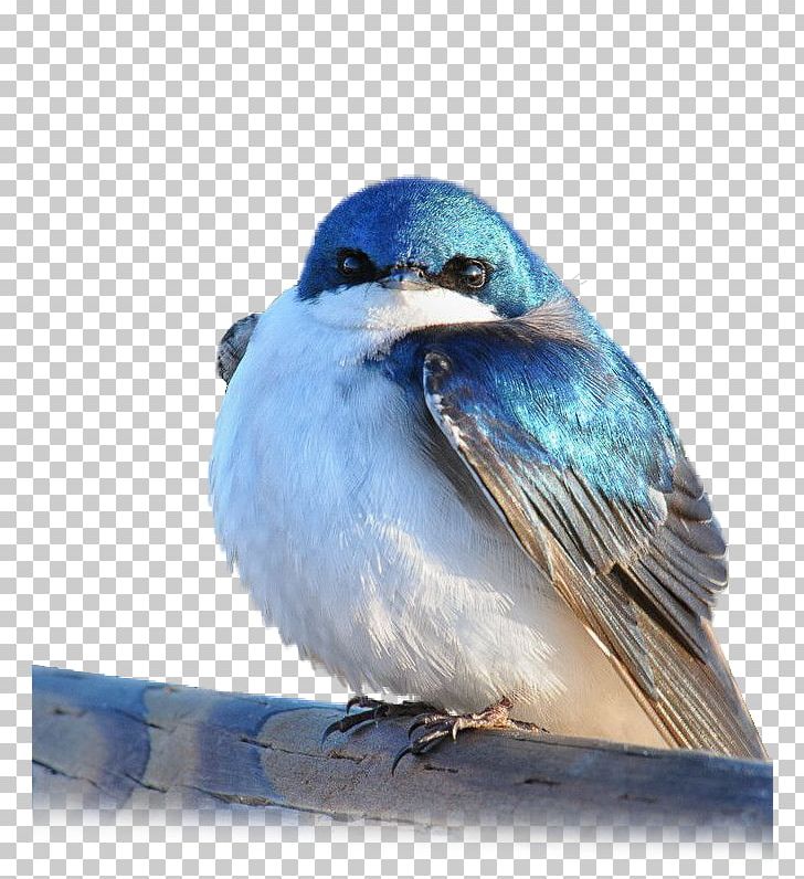 Tree Swallow Bird Illustration Blue White Cute' Sticker