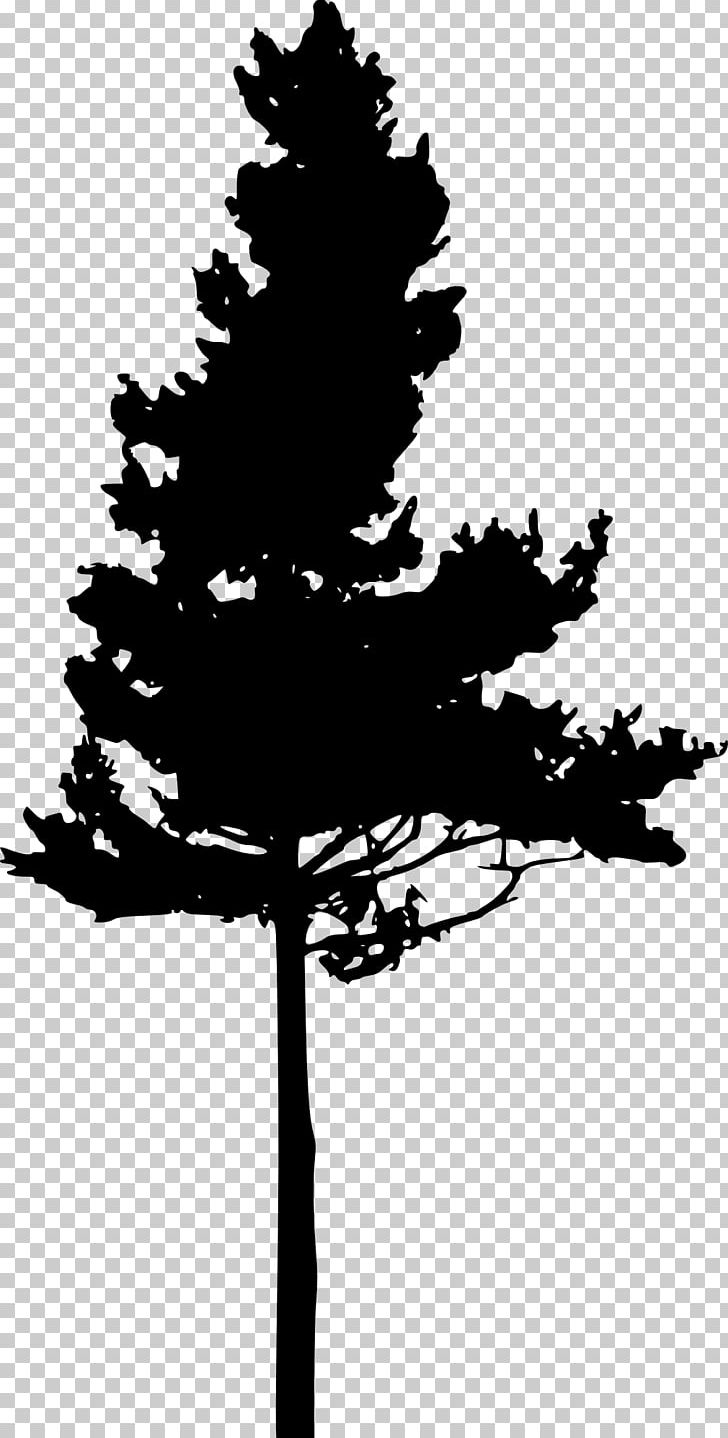Silhouette Pine PNG, Clipart, Animals, Black And White, Black Pine, Branch, Conifer Free PNG Download