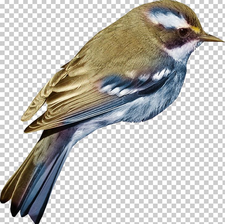 House Sparrow Bird PNG, Clipart, Animals, Beak, Bird, Clip Art, Computer Icons Free PNG Download