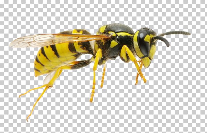 Hornet Characteristics Of Common Wasps And Bees Insect PNG, Clipart, Arthropod, Bee, Bee Removal, Common Wasp, Eusociality Free PNG Download