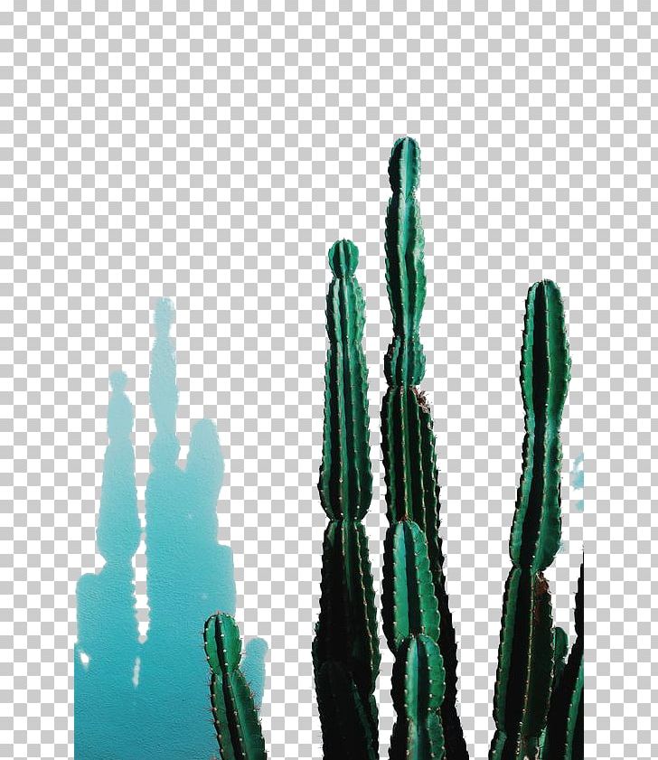 Pilosocereus Pachycladus Succulent Plant Echinopsis Peruviana Photography PNG, Clipart, Cactaceae, Cactus, Caryophyllales, Color, Echinopsis Peruviana Free PNG Download