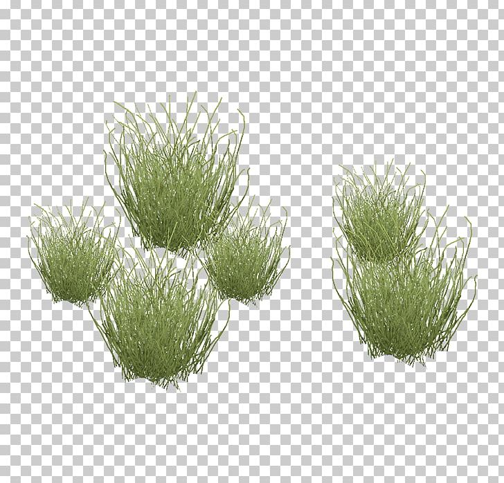 Table Needle Grasses Blepharidachne Dining Room PNG, Clipart, Aquarium Decor, Aquatic Plants, Blepharidachne, Desert, Dining Room Free PNG Download