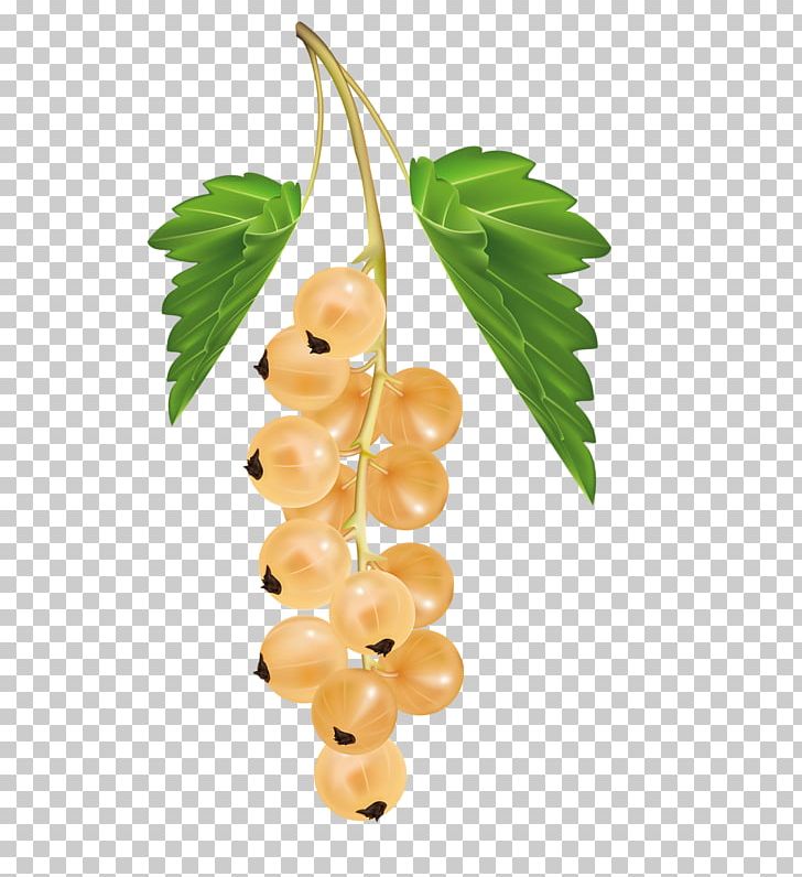 White Currant Blackcurrant Berry Redcurrant Zante Currant PNG, Clipart, Apple, Berry, Blackberry, Blackcurrant, Black Grapes Free PNG Download