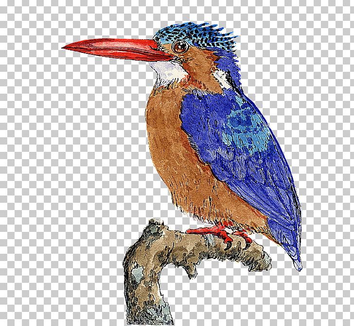 Bird PaintShop Pro PNG, Clipart, Animals, Art, Avian Influenza, Beak, Bird Free PNG Download
