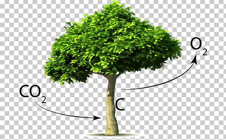 Carbon Dioxide Tree Global Warming Plant PNG, Clipart, Atmosphere Of Earth, Branch, Carbon, Carbon Cycle, Carbon Dioxide Free PNG Download