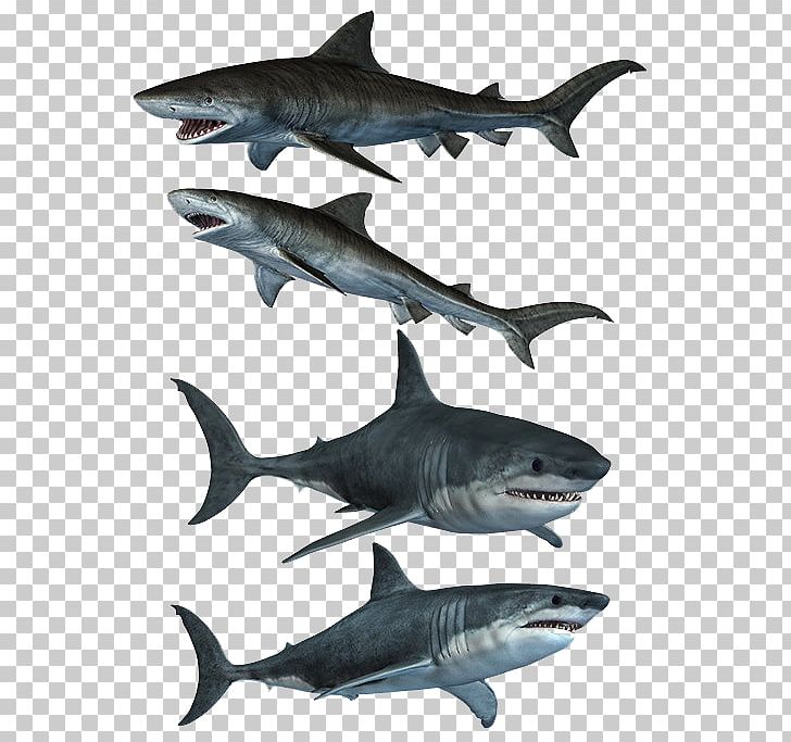 Great White Shark Stock PNG, Clipart, Animals, Art, Black White, Cartoon, Computer Free PNG Download