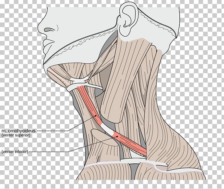 Sternocleidomastoid Muscle Omohyoid Muscle Neck Trapezius Muscle PNG, Clipart, Abdomen, Anatomy, Angle, Arm, Foot Free PNG Download
