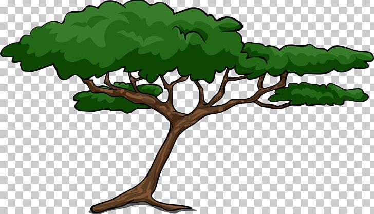 African Trees Wattles Acacia PNG, Clipart, Acacia, African, African Trees, Arecaceae, Branch Free PNG Download