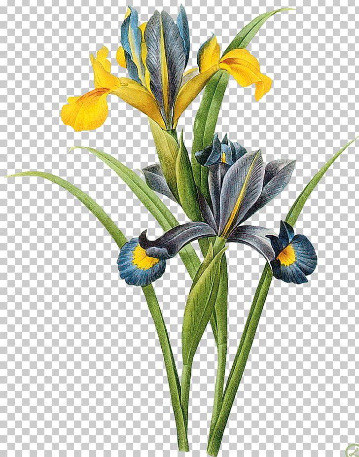 Art Painting Iris Xiphium Botany Canvas PNG, Clipart, Allposterscom, Artist, Botanical Illustration, Canvas Print, Flora Free PNG Download