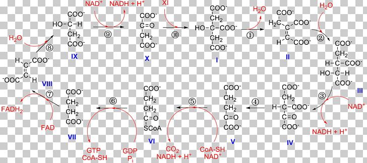 Citric Acid Cycle Alpha-Ketoglutaric Acid Isocitric Acid Isocitrate Dehydrogenase Nicotinamide Adenine Dinucleotide PNG, Clipart, Acetylcoa, Alphaketoglutaric Acid, Angle, Area, Chemical Reaction Free PNG Download