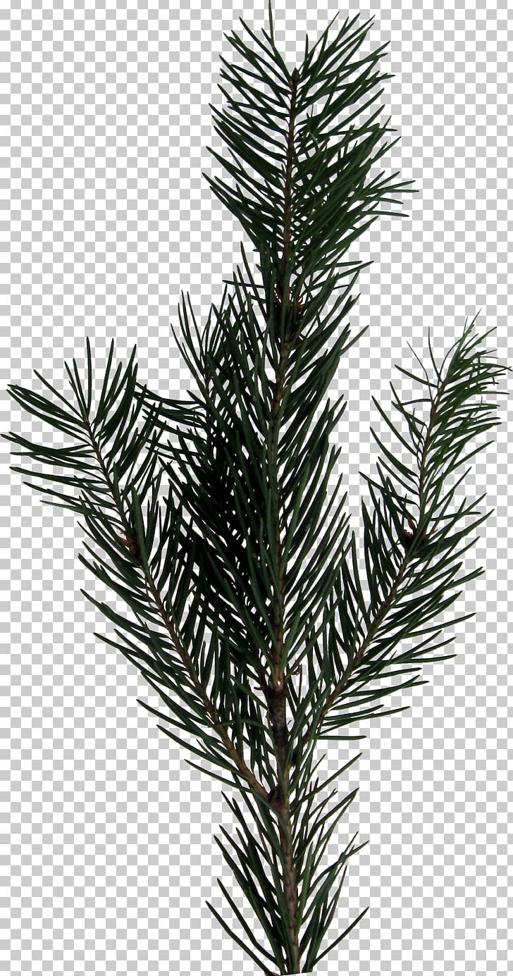 Evergreen Fir PNG, Clipart, Art, Branch, Christmas, Conifer, Directory Free PNG Download