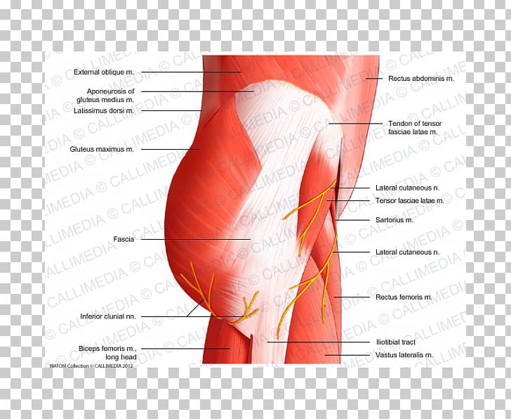 Muscles Of The Hip Muscles Of The Hip Pelvis Muscular System PNG, Clipart, Abdomen, Active Undergarment, Anatomy, Arm, Blood Vessel Free PNG Download
