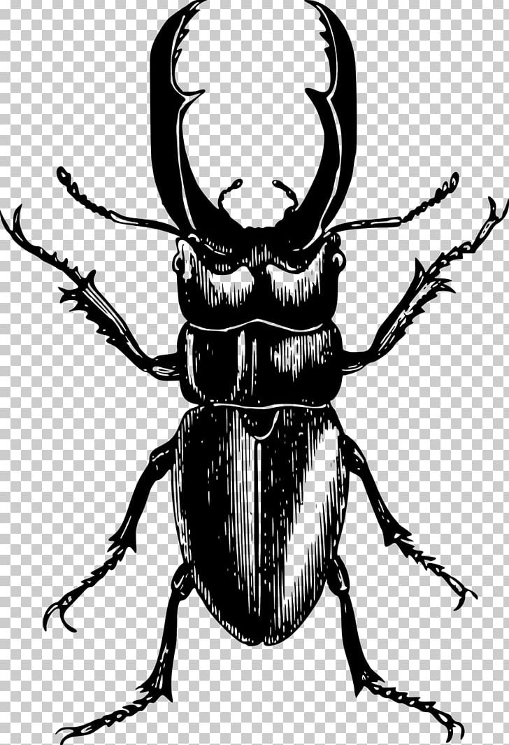 Stag Beetle PNG, Clipart, Animal, Animals, Arthropod, Artwork, Bachelor Party Free PNG Download
